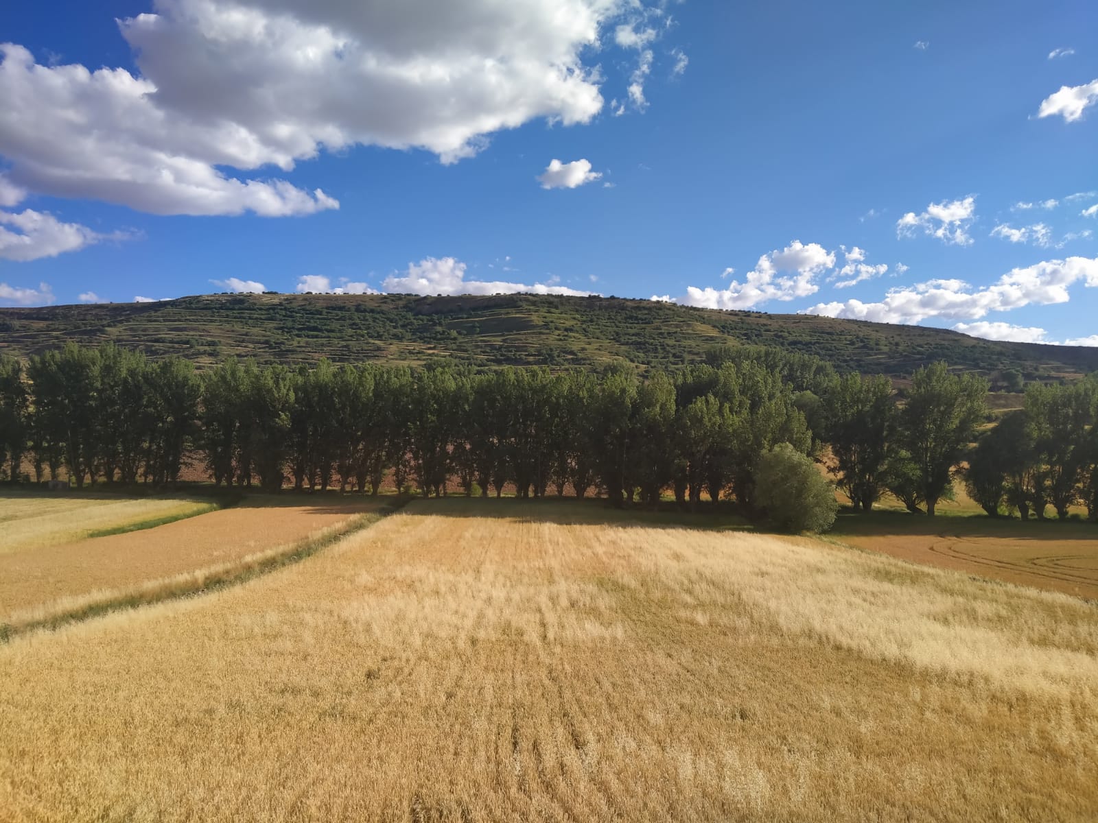 Campos de verano
