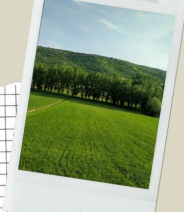 Campos en verano